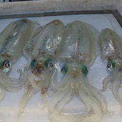 フィッシングボート空風(そらかぜ) 釣果