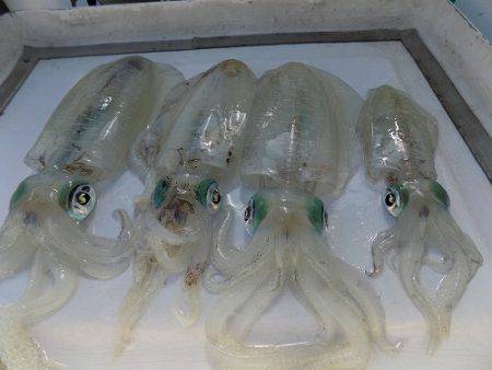 フィッシングボート空風(そらかぜ) 釣果