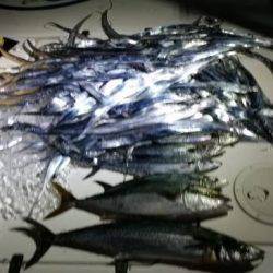 暁〜akatsuki〜 釣果