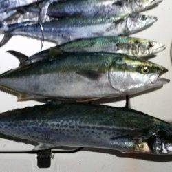 暁〜akatsuki〜 釣果