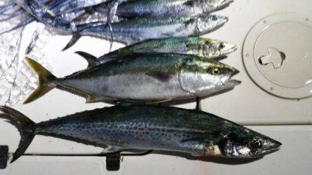 暁〜akatsuki〜 釣果