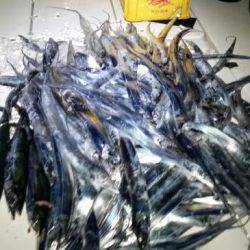 暁〜akatsuki〜 釣果