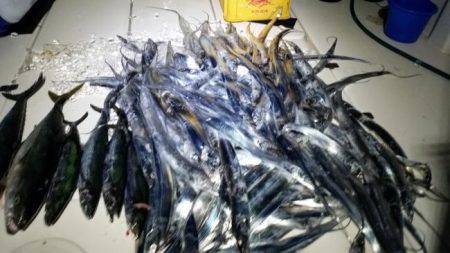 暁〜akatsuki〜 釣果