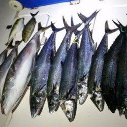 暁〜akatsuki〜 釣果