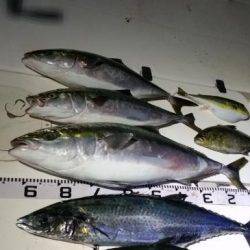 暁〜akatsuki〜 釣果