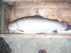 すそのフィッシングパーク 釣果