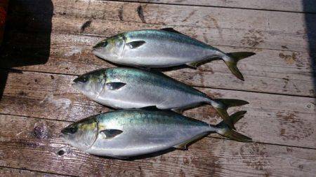 由良海上釣り堀 海人 釣果