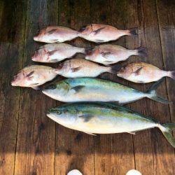 由良海上釣り堀 海人 釣果