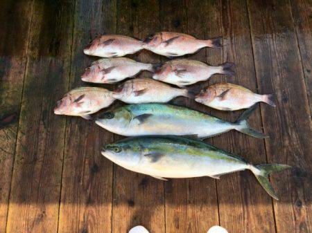 由良海上釣り堀 海人 釣果