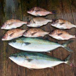 由良海上釣り堀 海人 釣果