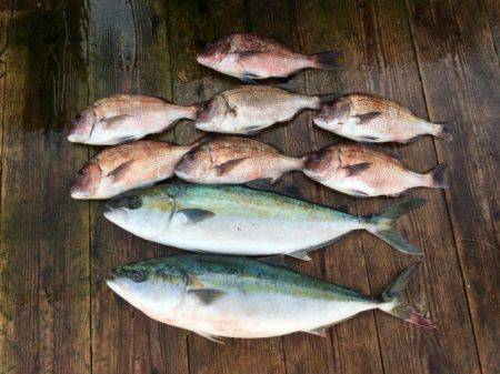 由良海上釣り堀 海人 釣果