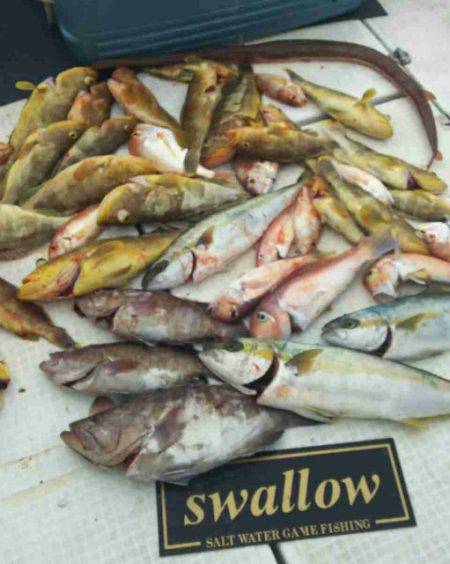 swallow 釣果