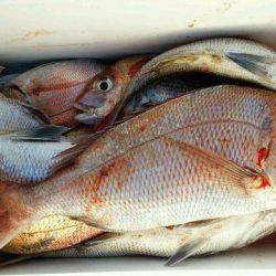 釣り船くわだ 釣果