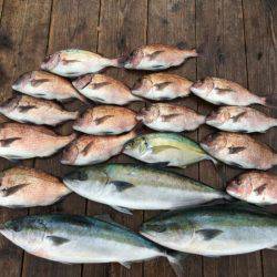 由良海上釣り堀 海人 釣果