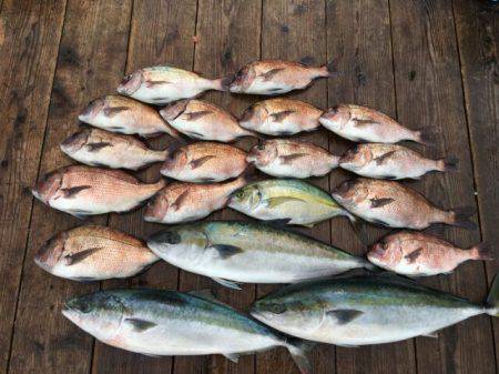 由良海上釣り堀 海人 釣果