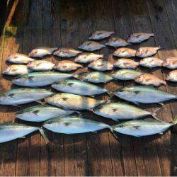 由良海上釣り堀 海人 釣果