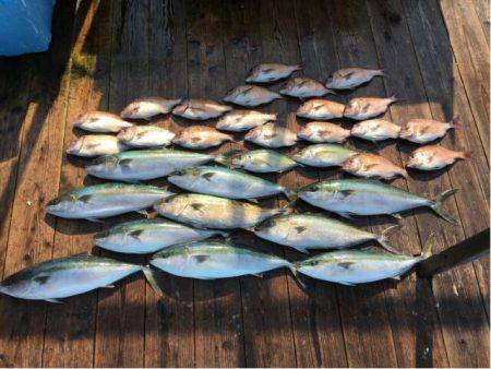 由良海上釣り堀 海人 釣果