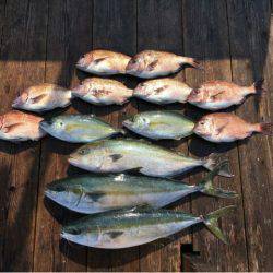 由良海上釣り堀 海人 釣果