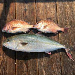 由良海上釣り堀 海人 釣果