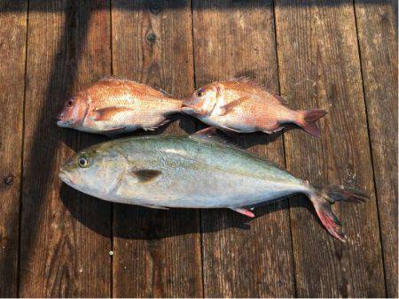 由良海上釣り堀 海人 釣果