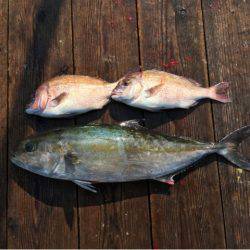 由良海上釣り堀 海人 釣果