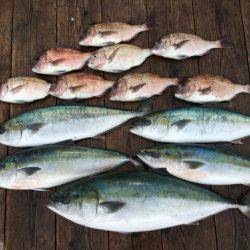 由良海上釣り堀 海人 釣果