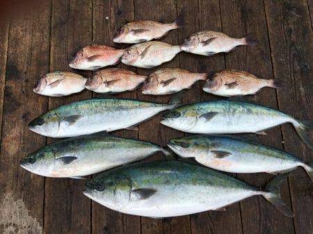 由良海上釣り堀 海人 釣果