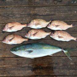 由良海上釣り堀 海人 釣果