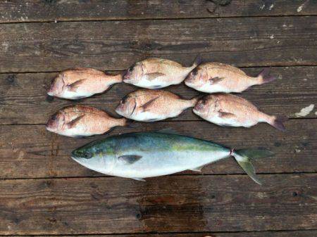 由良海上釣り堀 海人 釣果