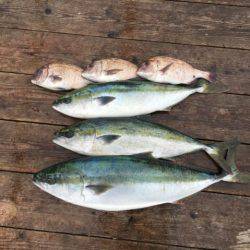 由良海上釣り堀 海人 釣果