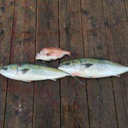 由良海上釣り堀 海人 釣果