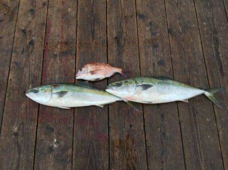 由良海上釣り堀 海人 釣果