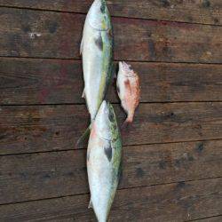 由良海上釣り堀 海人 釣果