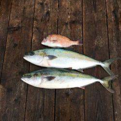 由良海上釣り堀 海人 釣果