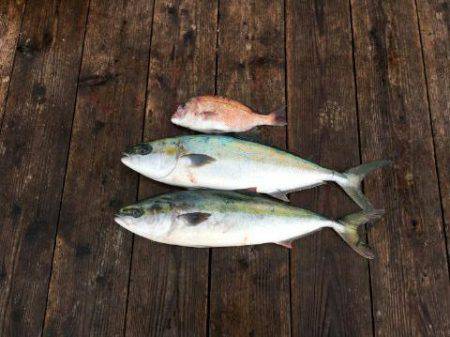 由良海上釣り堀 海人 釣果