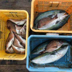 由良海上釣り堀 海人 釣果