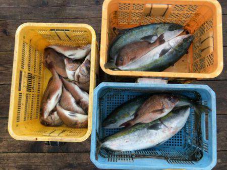 由良海上釣り堀 海人 釣果