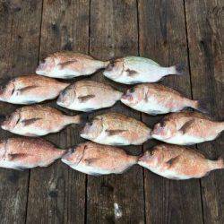 由良海上釣り堀 海人 釣果