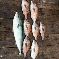 由良海上釣り堀 海人 釣果