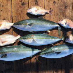 由良海上釣り堀 海人 釣果