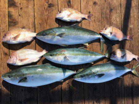 由良海上釣り堀 海人 釣果