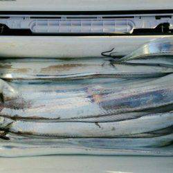 釣り船くわだ 釣果