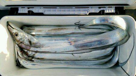 釣り船くわだ 釣果