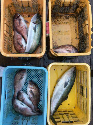 由良海上釣り堀 海人 釣果