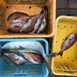由良海上釣り堀 海人 釣果