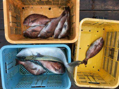 由良海上釣り堀 海人 釣果