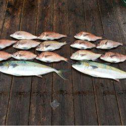 由良海上釣り堀 海人 釣果