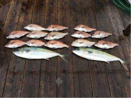 由良海上釣り堀 海人 釣果