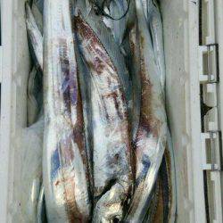 釣り船くわだ 釣果