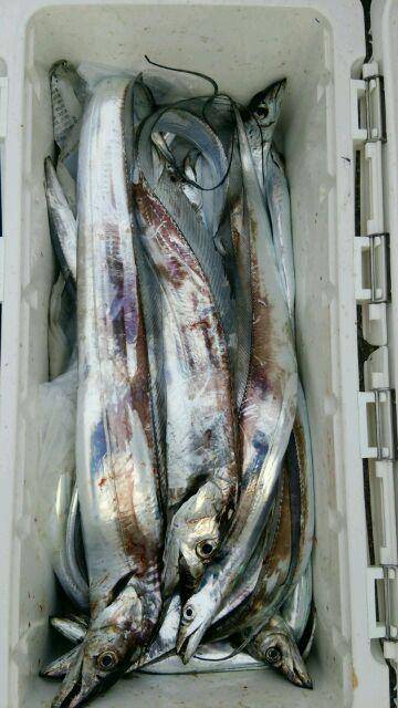 釣り船くわだ 釣果